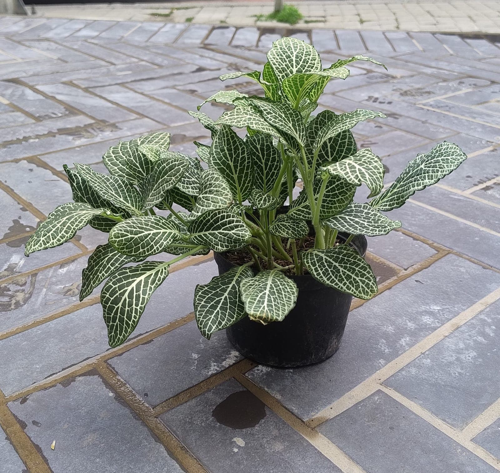 Abre caminos L - vista alternativa