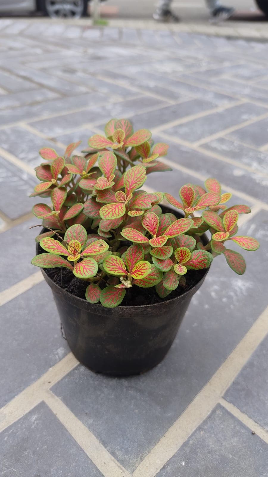 Abre caminos XS - vista alternativa