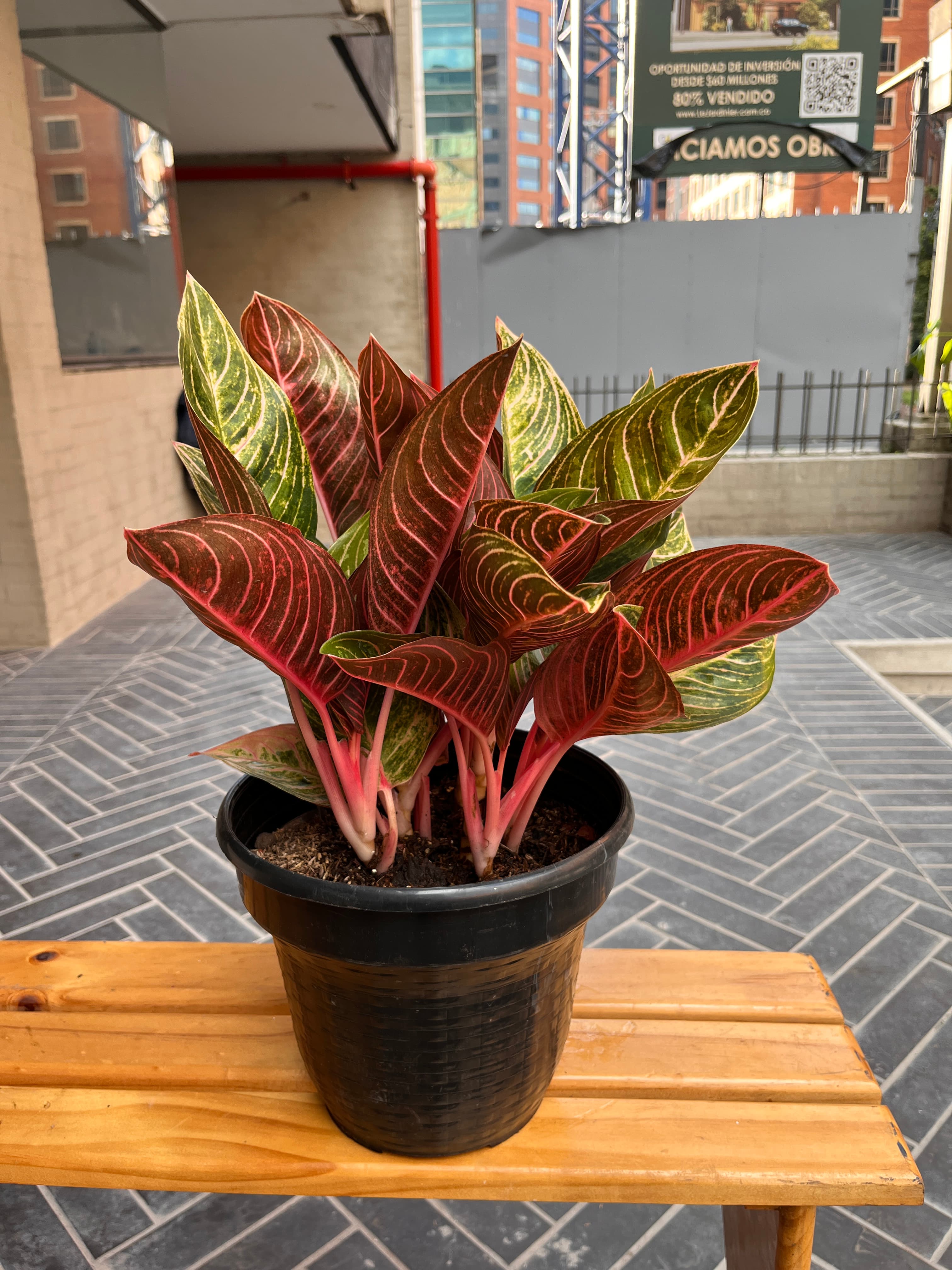 Aglaonema Sumatra - vista alternativa