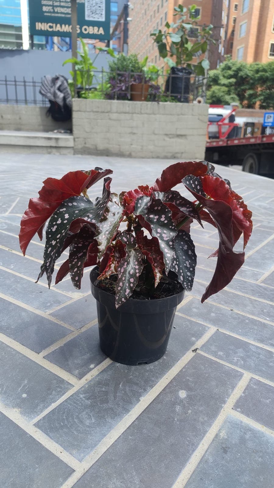 Ala de ángel - vista alternativa