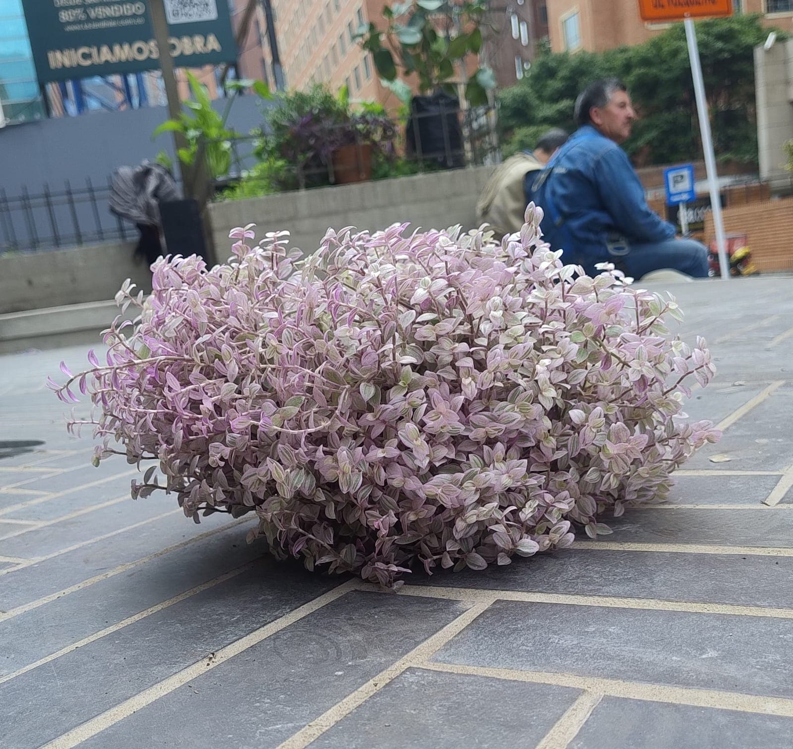 Alaska (Callisia repens) - vista alternativa