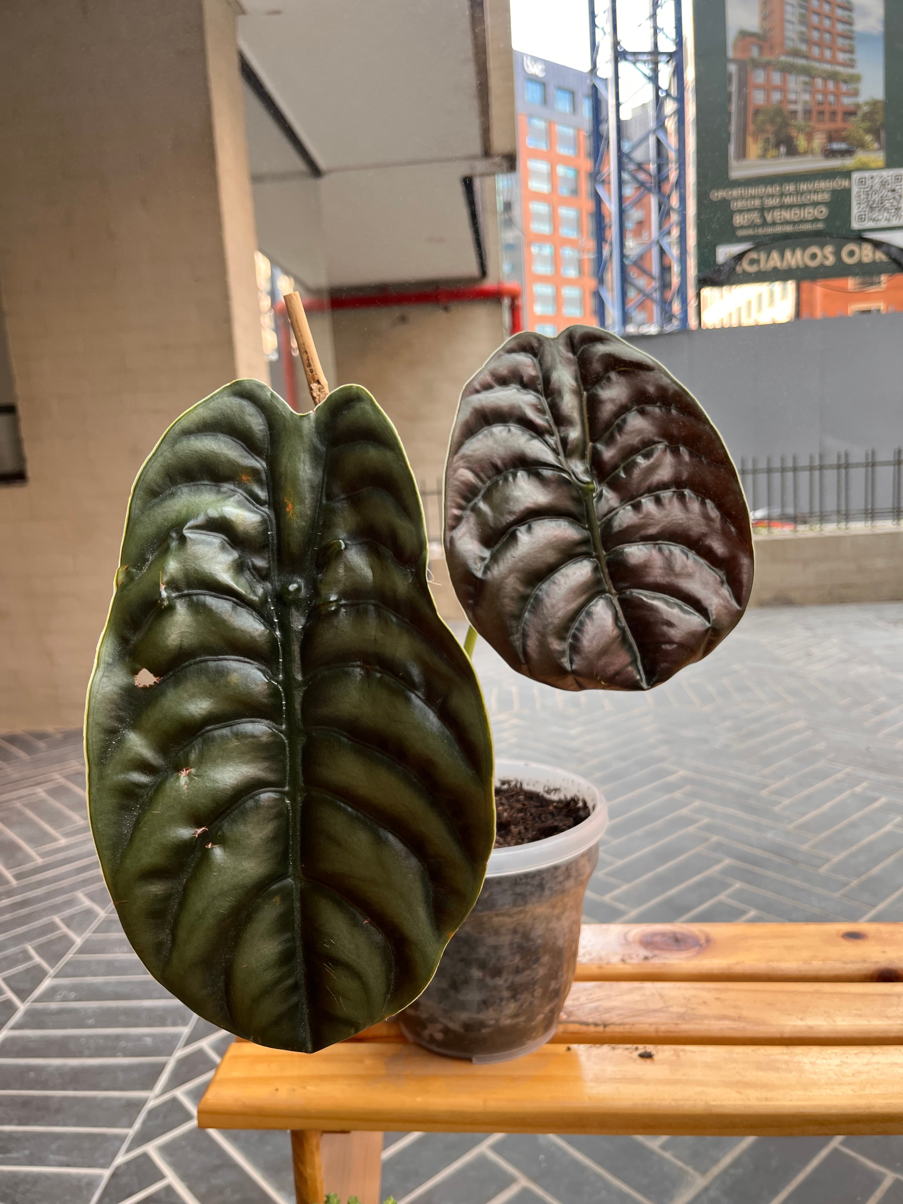 Alocacia Crupea L - vista alternativa