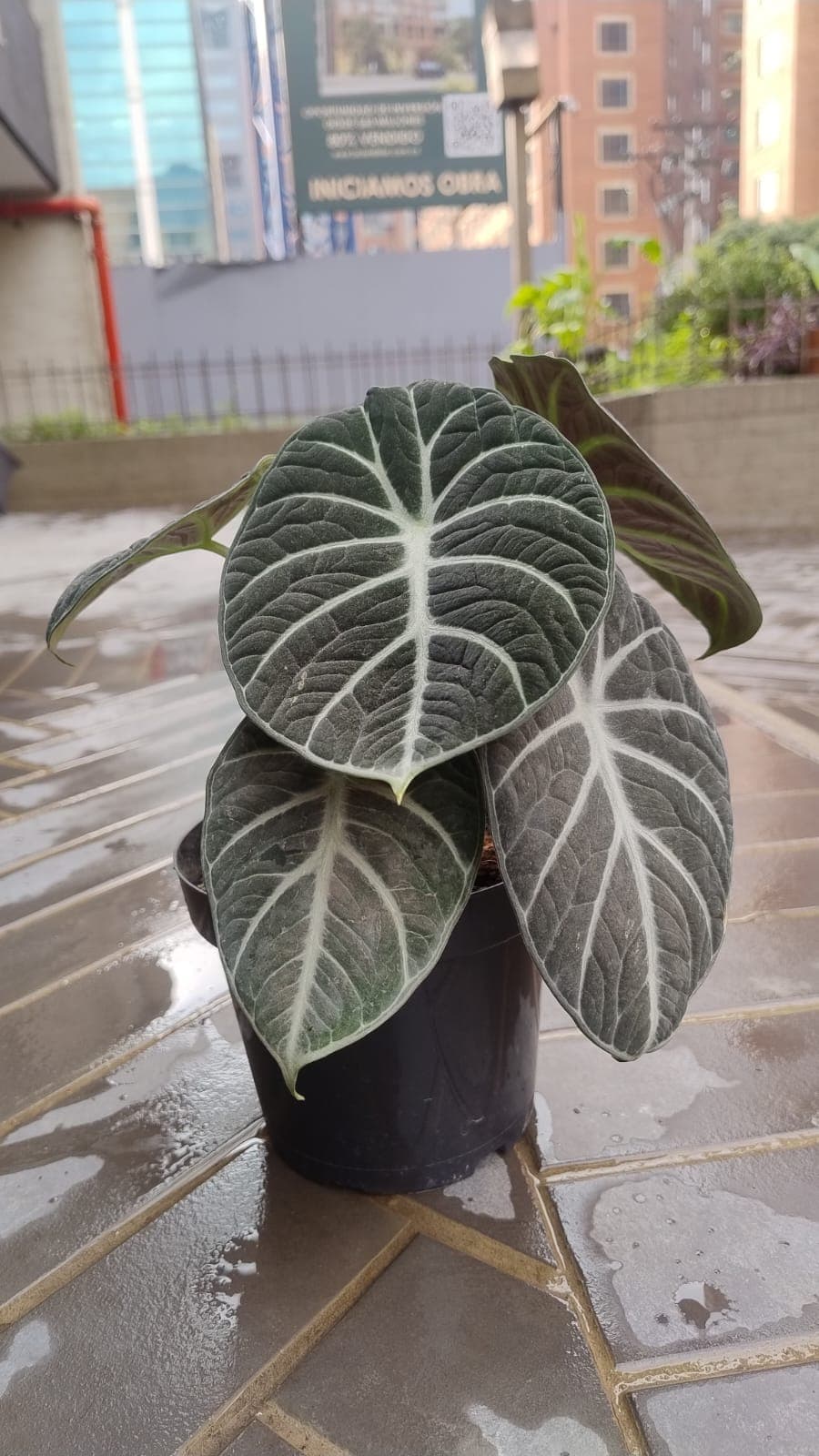 Alocasia Ninja - vista alternativa