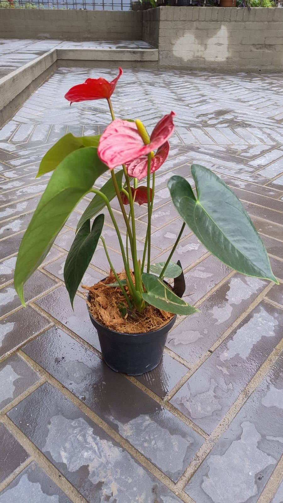 Anturio - vista alternativa