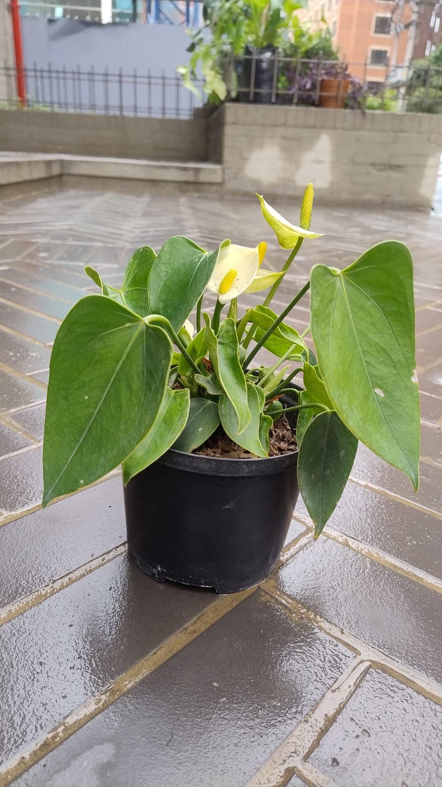 Anturio mini - vista alternativa