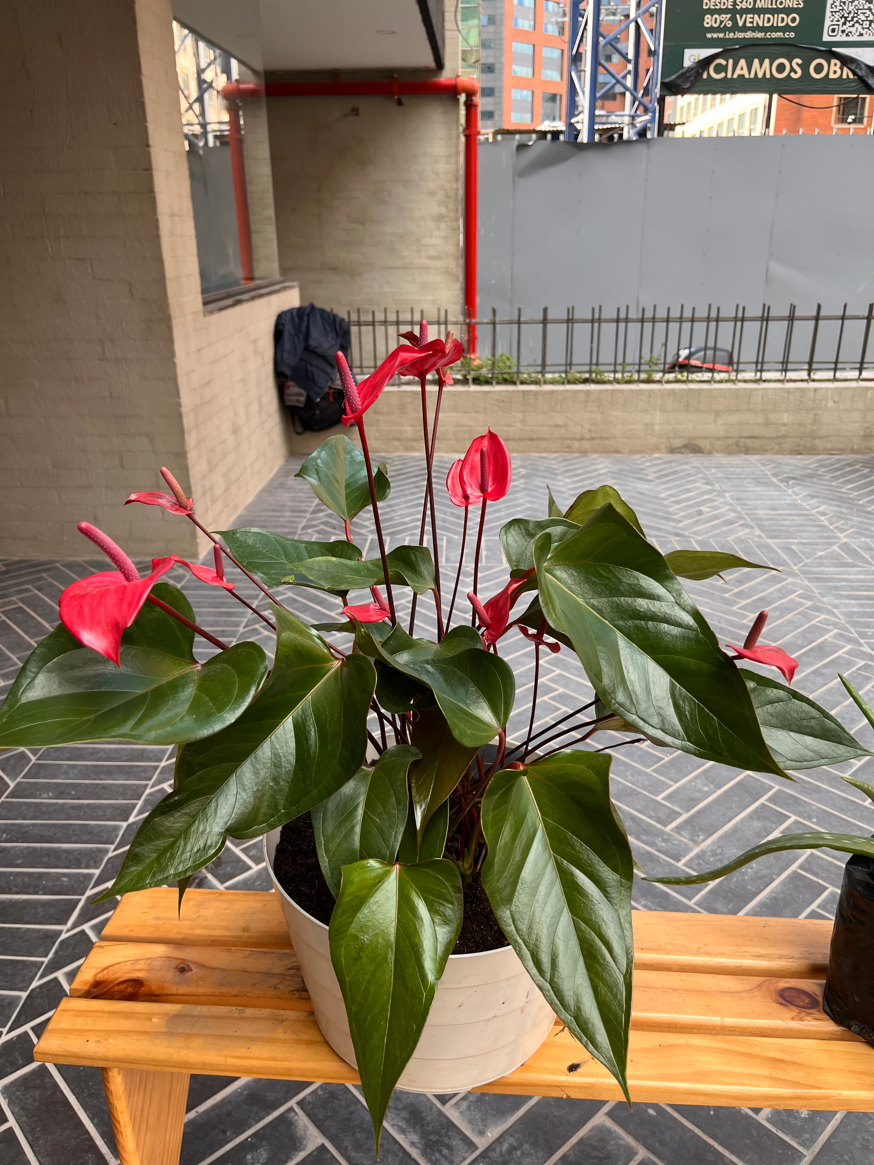 Anturio peruano - vista alternativa