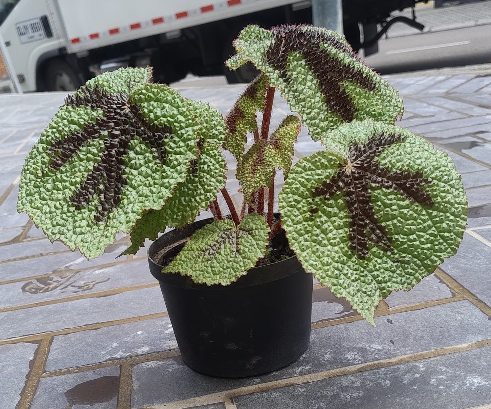 Begonia Rex - Begoniaceae - S - vista alternativa