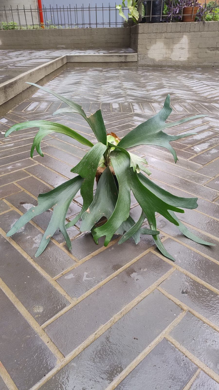 Cacho de venado / cuerno de alce S - vista alternativa