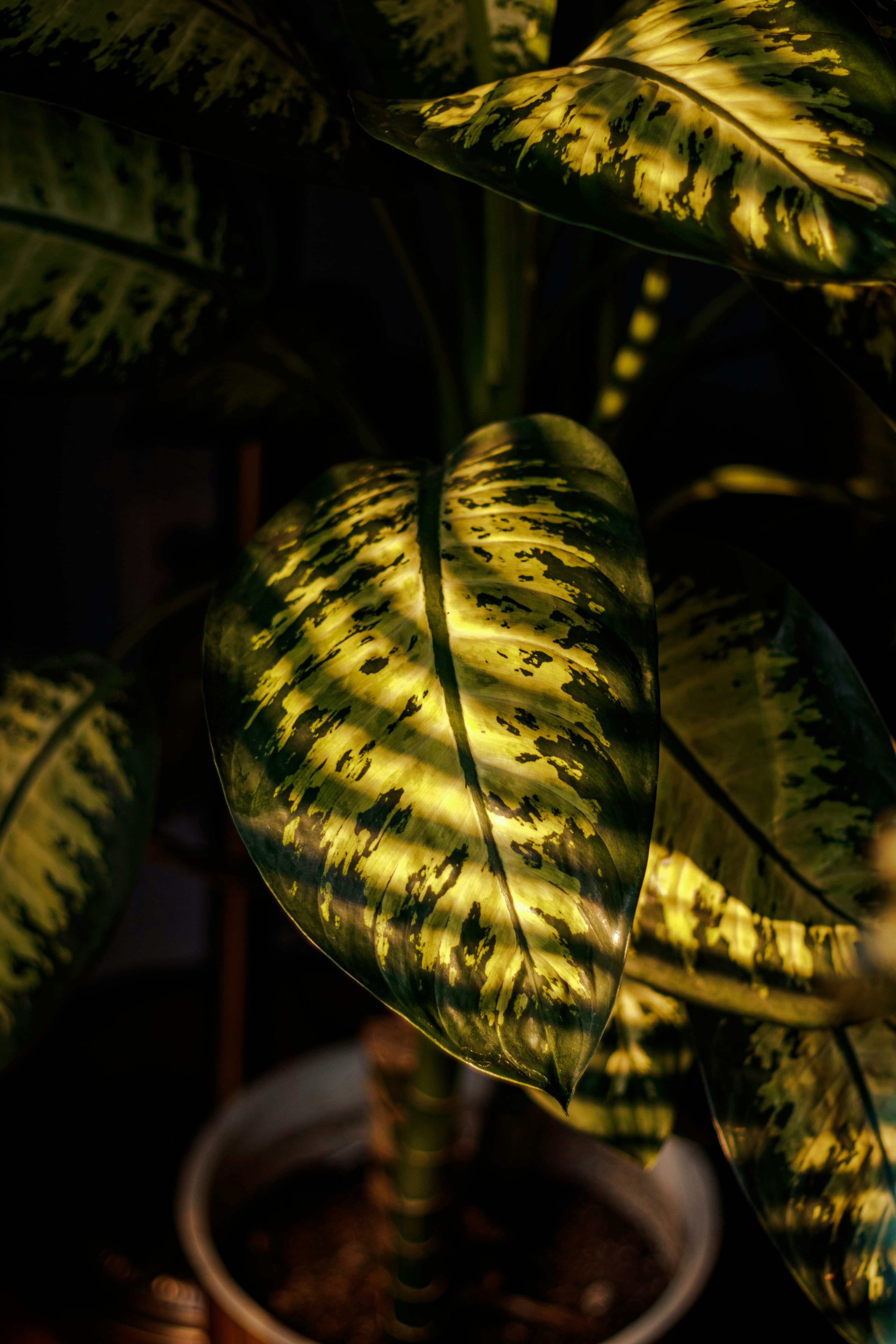 Plantas tropicales en un espacio interior luminoso